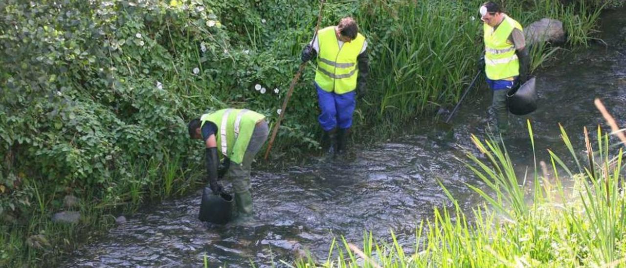 Un grupo de operarios, recogiendo peces muertos en el río Barbaña tras el vertido de junio de 2009. // Iñaki Osorio