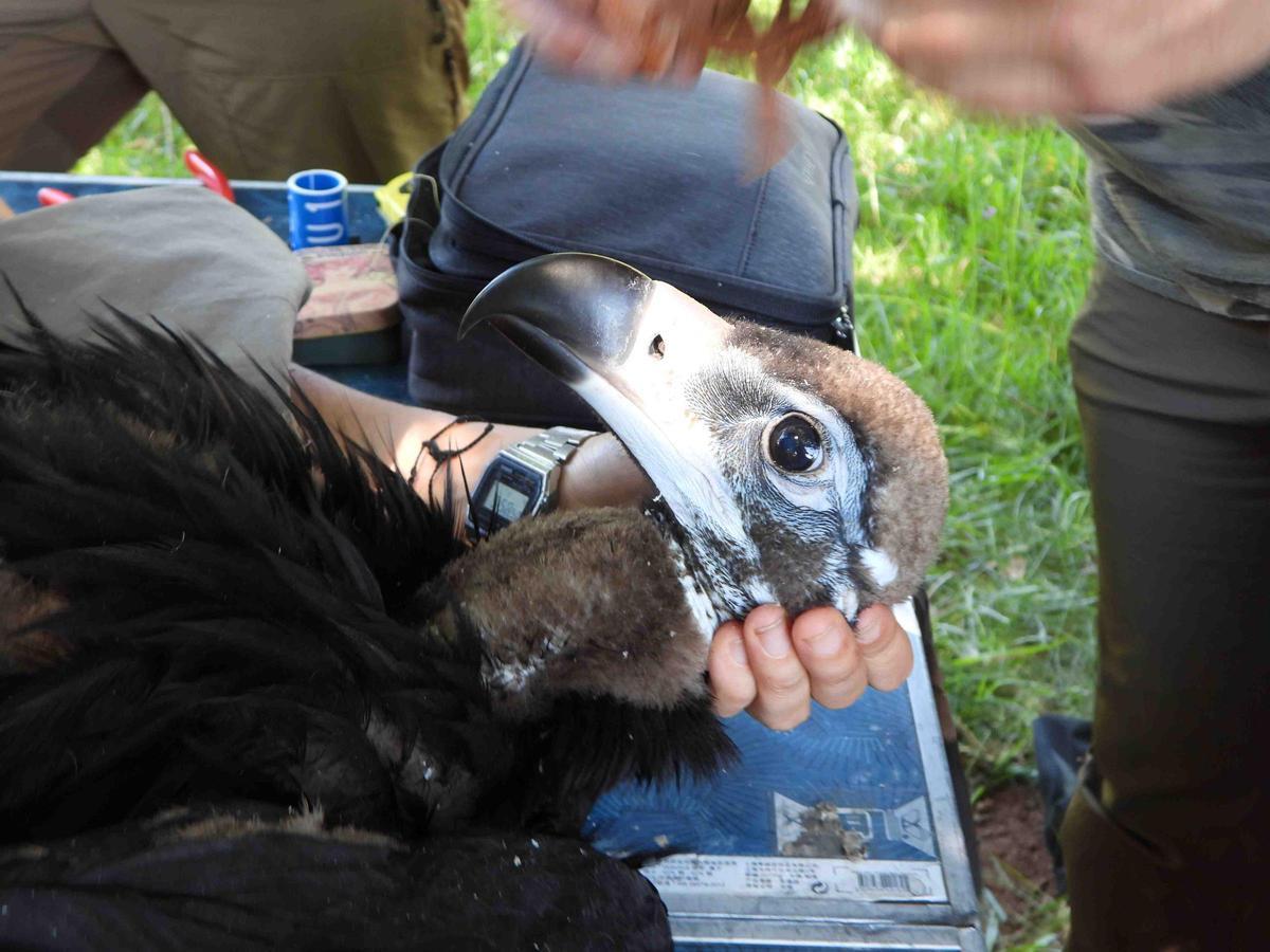 Revisión veterinaria de un buitre negro nacido en 2024 en la Sierra de la Demanda.