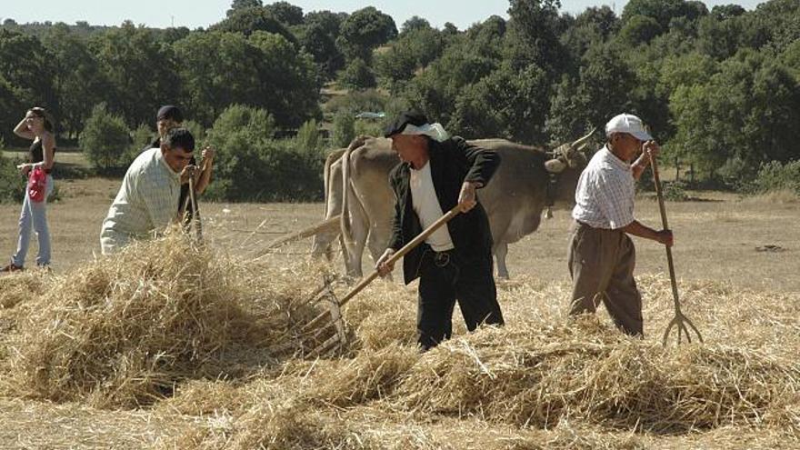 Vecinos de Samir de los Caños participan en labores tradicionales del campo.