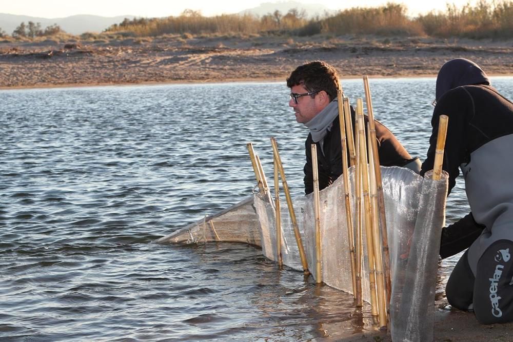 Carbó cala un bussó, l’art bàsica per a la pesca de l’angula, mentre el seu ajudant Amadou posa la xarxa que hi guiarà els peixos