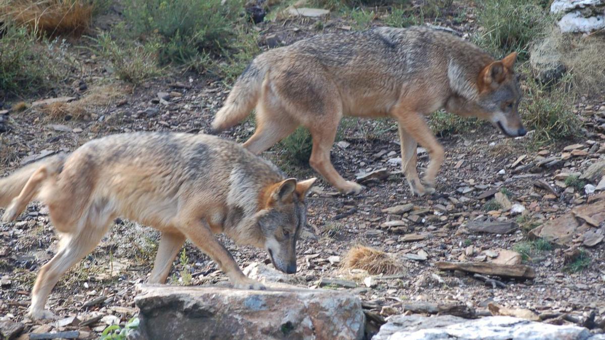 Dos ejemplares de lobo en la provincia de Zamora. | A. Saavedra (Archivo)