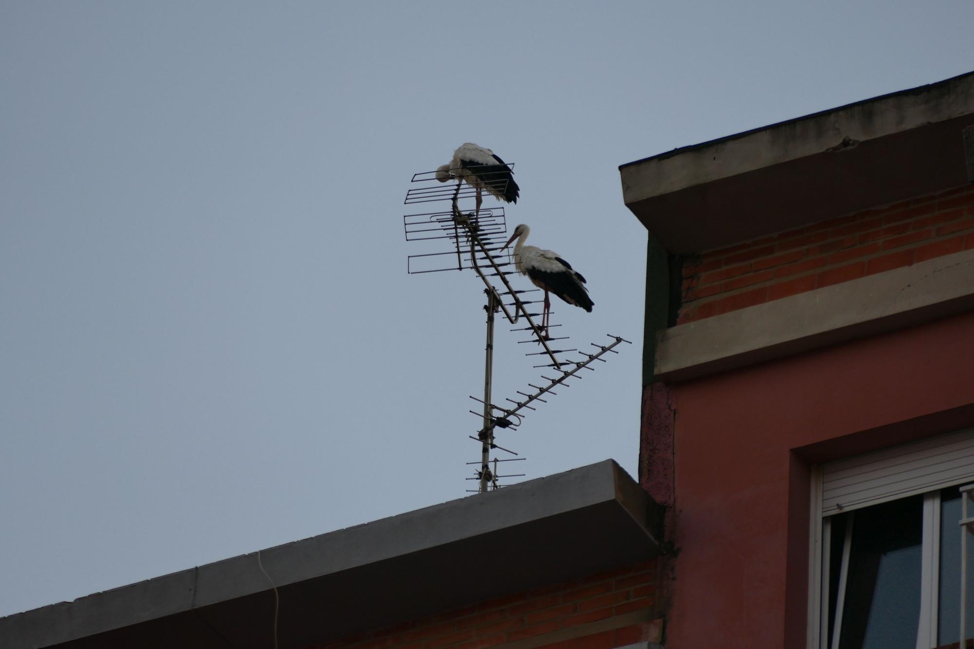 Dsenes de cigonyes fan parada a Figueres