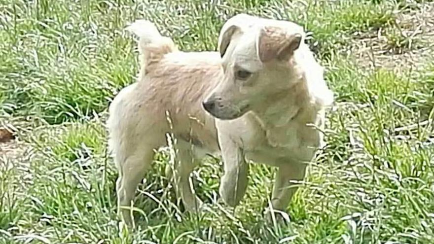 Carreño, agencia de adopción canina