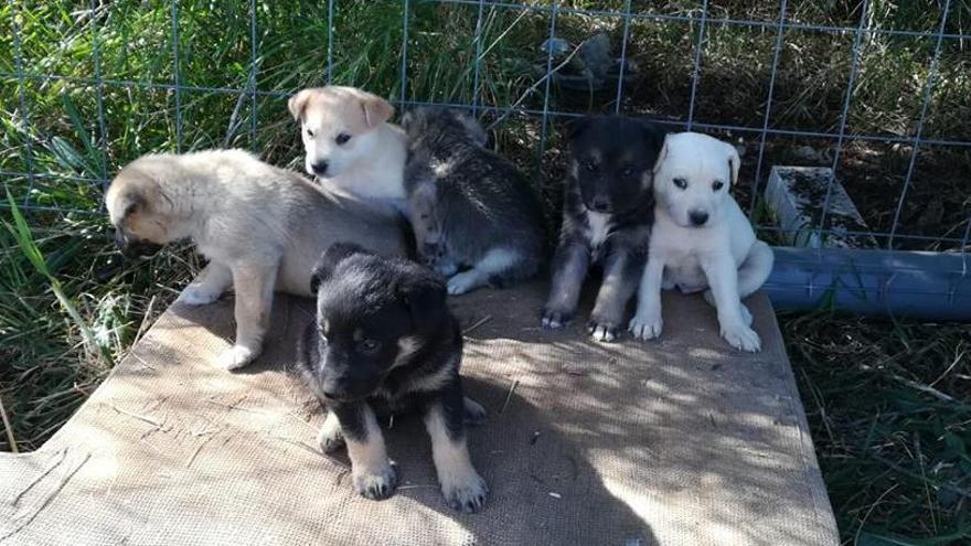 Abandonan a siete cachorros junto al río Girona en Orba