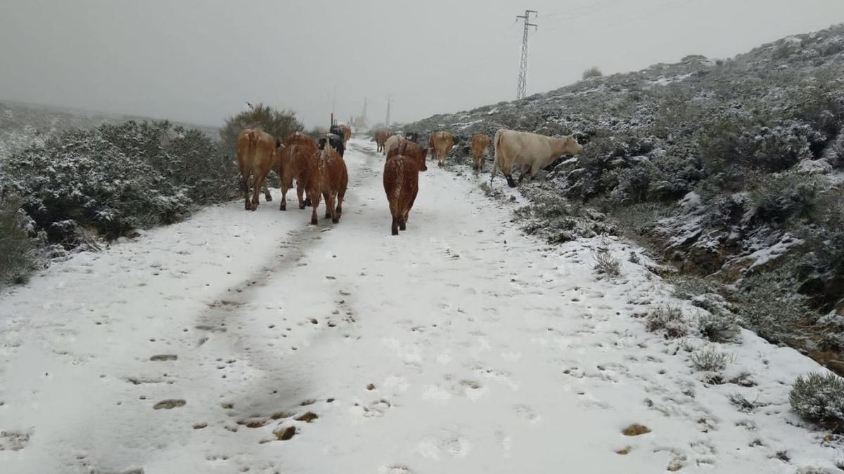 Las últimas vacas de la Sierra pastan entre nieve