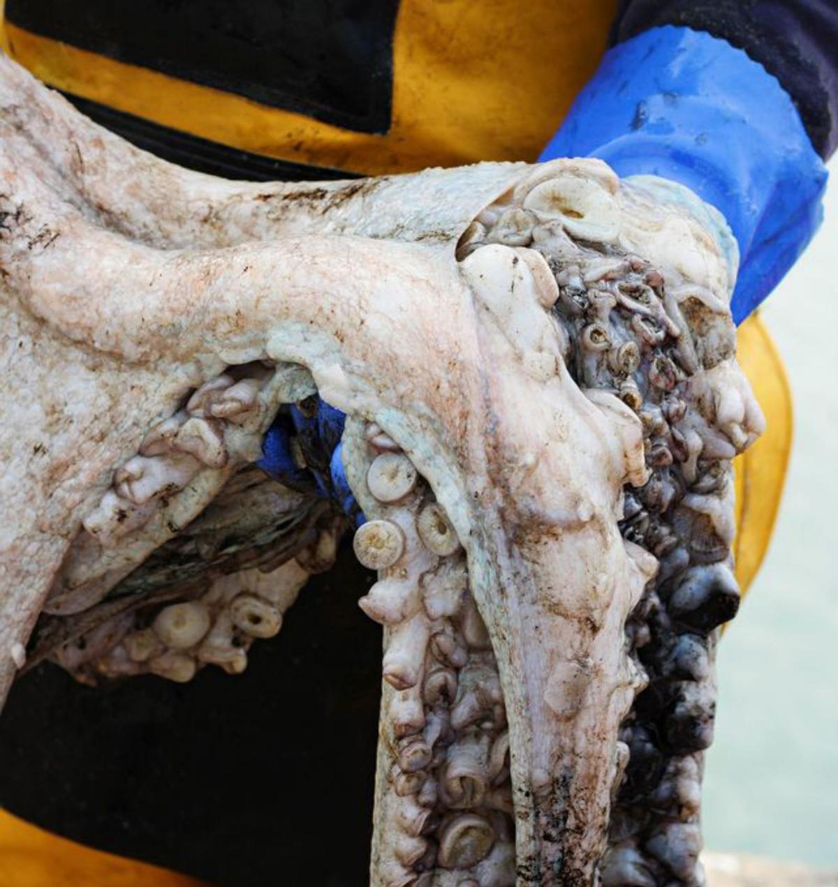 La plaga británica de pulpos entra en la campaña navideña del sector pesquero