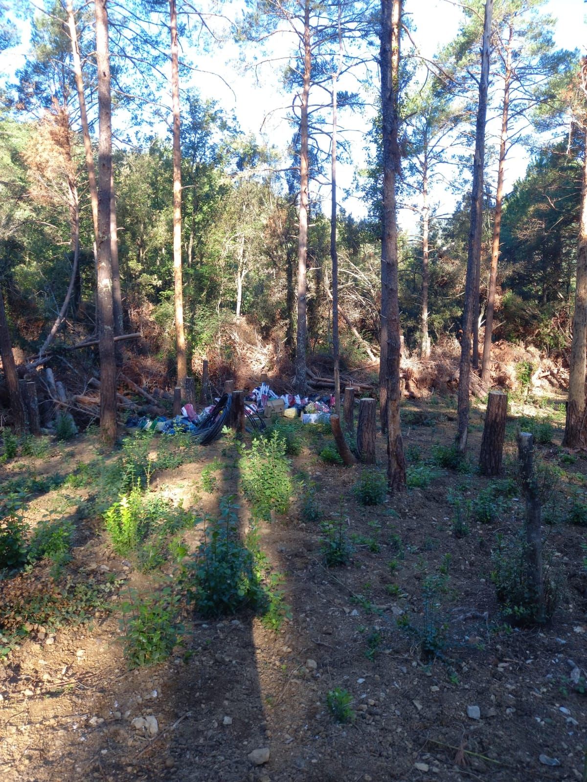 Neteja plantació marihuana a Albanyà