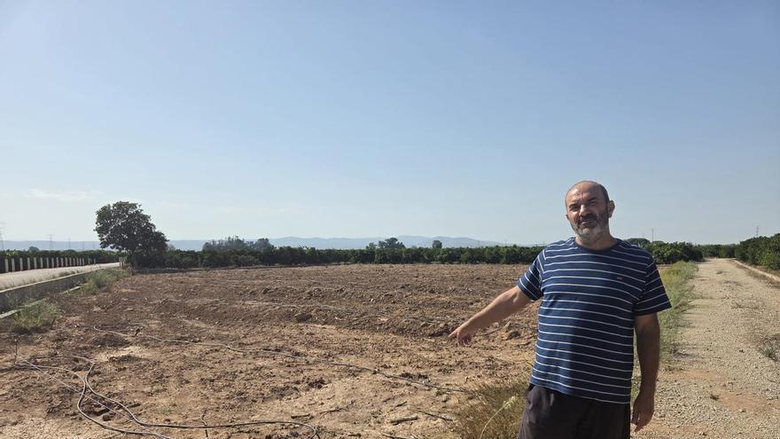 De esperanza a frustración: asaltan un campo en Alzira y roban 150 plantones de naranjo con patente plantados en julio