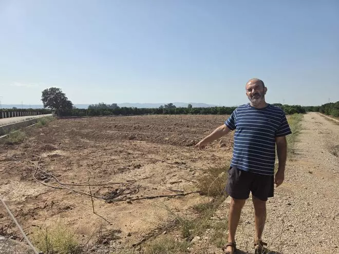 De esperanza a frustración: asaltan un campo en Alzira y roban 150 plantones de naranjo con patente plantados en julio