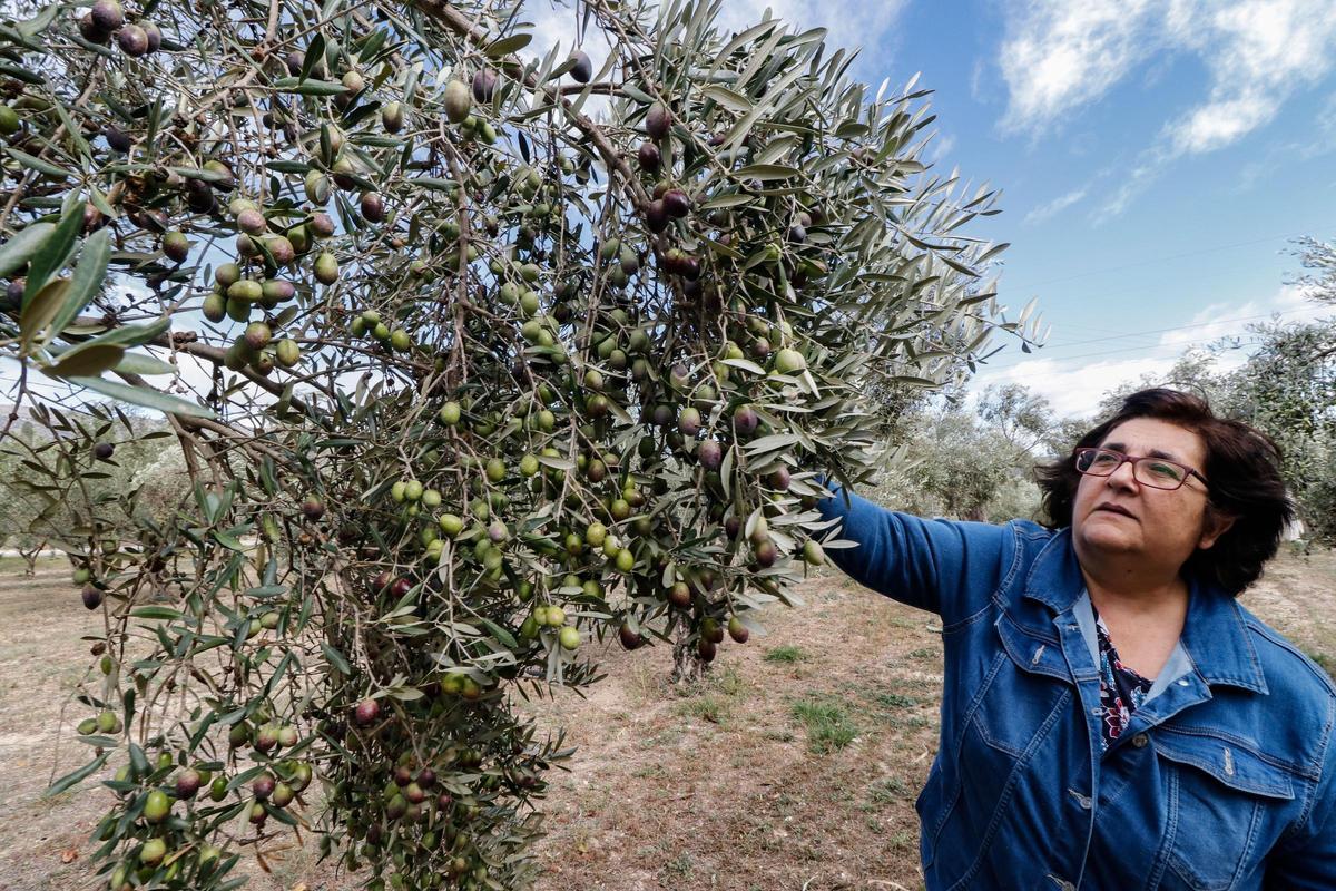 La campaña de la oliva ha comenzado hace un par de semana y la previsión este año es de alcanzar una buena cosecha.