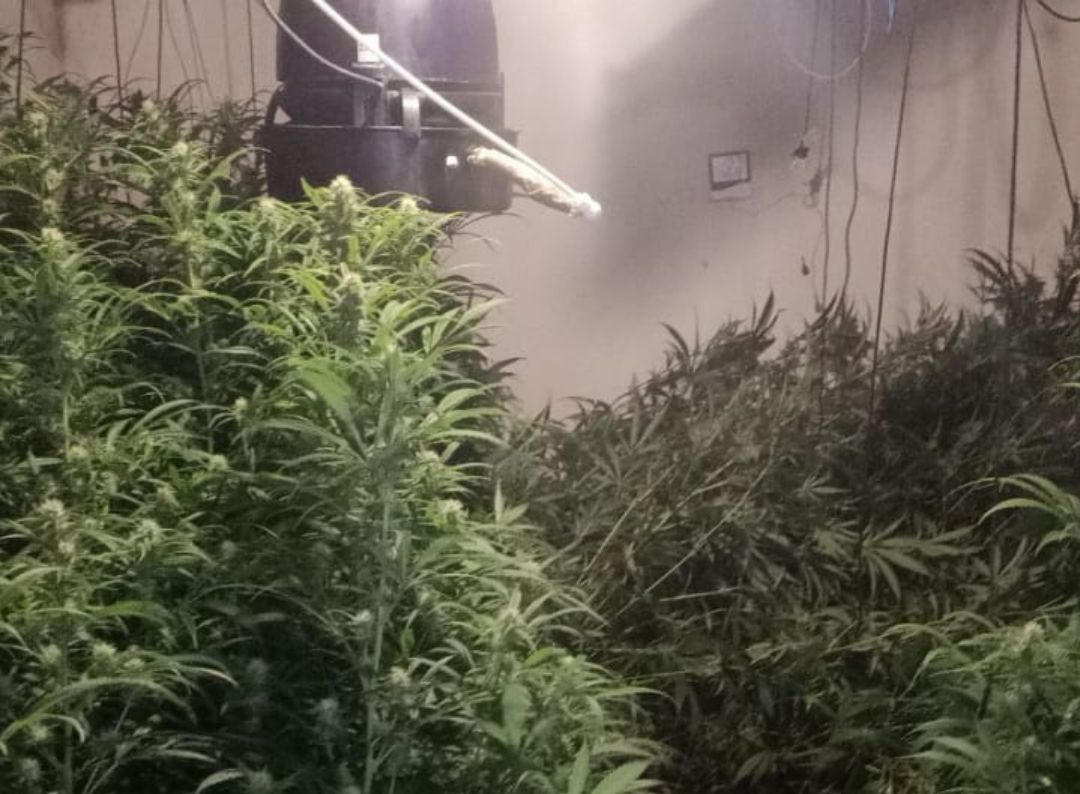 Els Mossos d’Esquadra desmantellen dues plantacions de marihuana a l’Empordà i detenen cinc persones