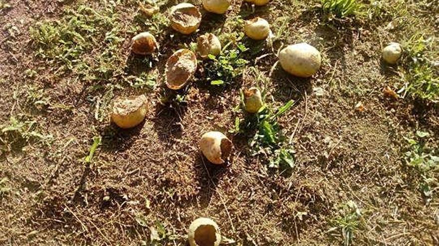Destrozo de patatas ocasionado por roedores en Robledo