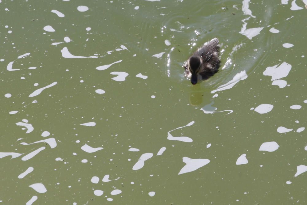 Aigua verda al llac del parc del Migdia