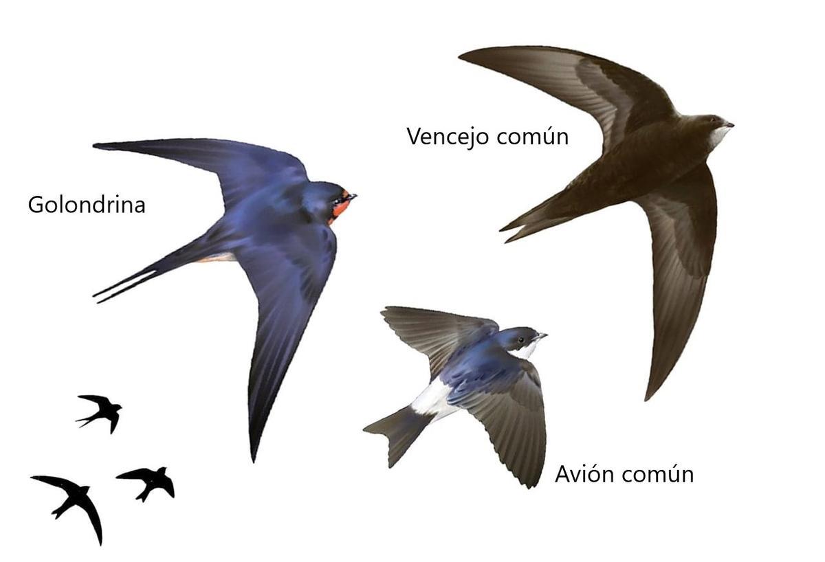 Las tres principales aves insectívoras de los núcleos urbanos españoles