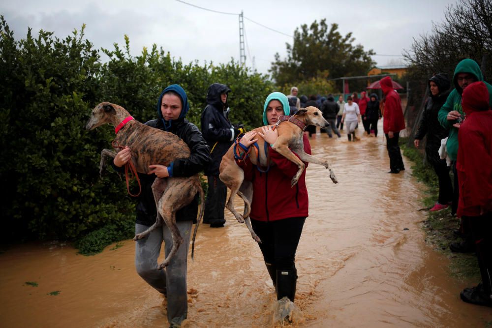 Volunteers carry greyhounds after they were ...