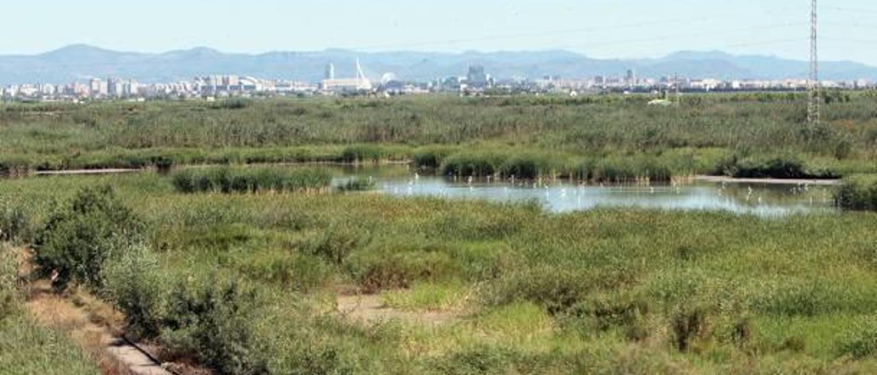 Las tareas de secado continuaban ayer en la laguna pública, la última zona de trabajo en el proceso de secado del Tancat de la Pipa.