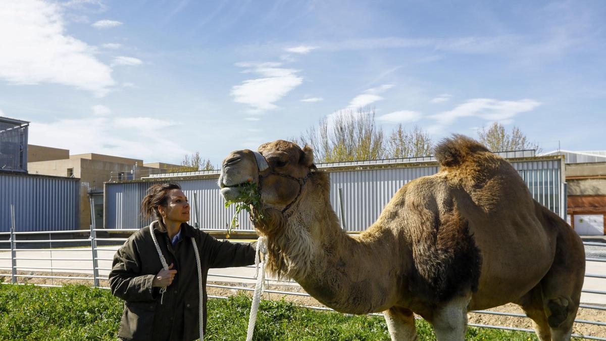 Vídeo | La Facultad de Veterinaria presenta un proyecto pionero sobre camellos.