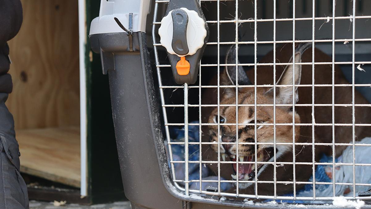 El caracal recuperado, en la caja de transporte a su llegada a la AAP de Alicante.