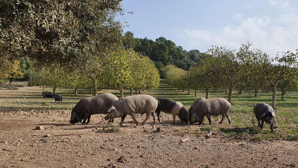 ‘Porcs negres’, en una finca de Sant Joan. | R.F.