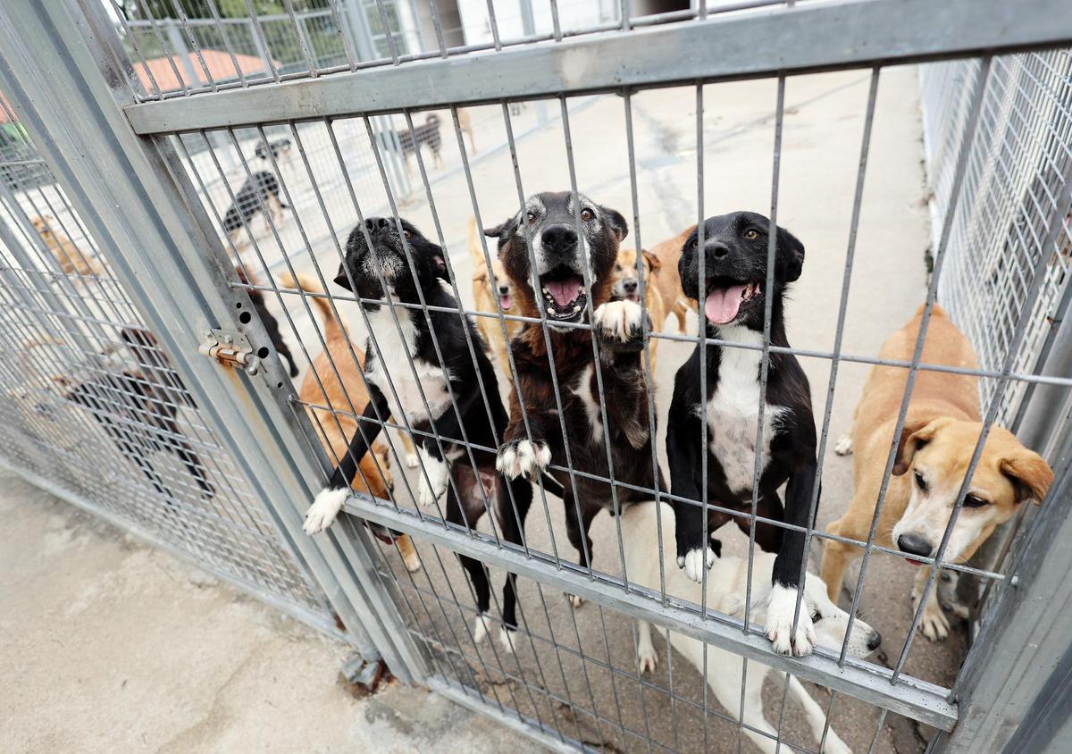 La Asociación Protectora de Animales dice adiós al refugio de A Madroa tras casi medio siglo