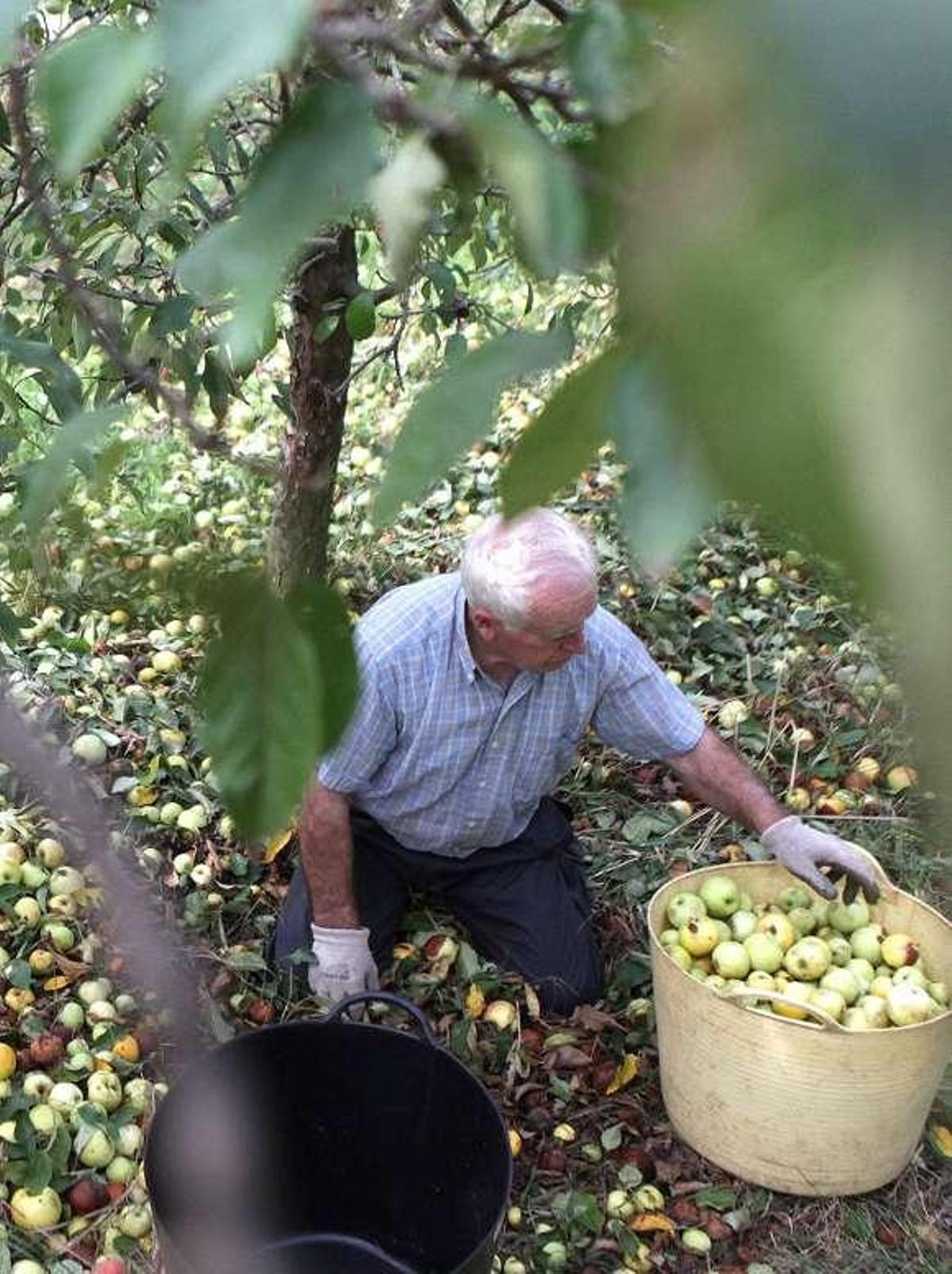 Imagen de archivo de la recolección local de manzana.//Bernabé / Luismy