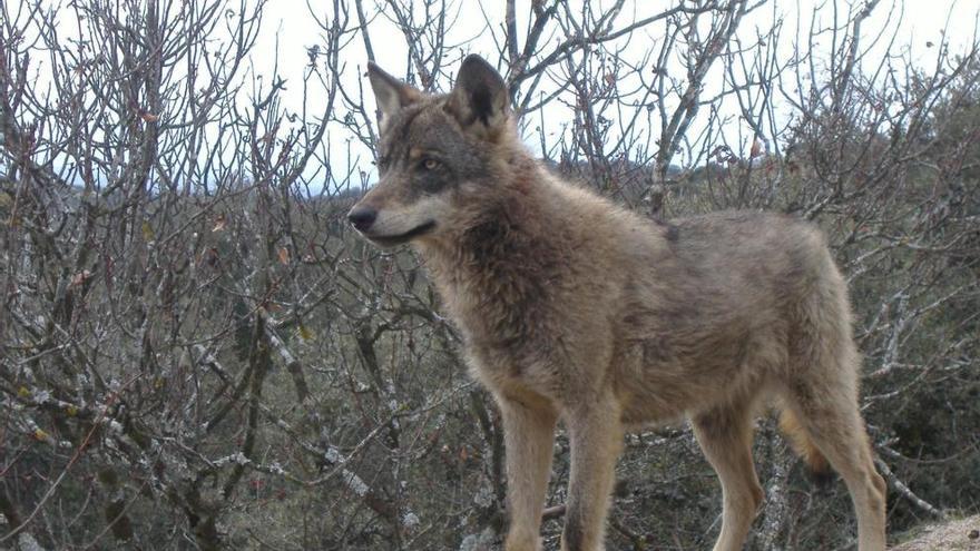 Ejemplar de lobo ibérico