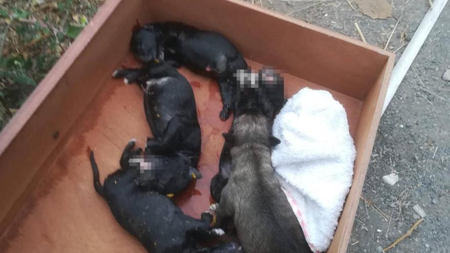 Encuentran en un contenedor a cuatro cachorros muertos