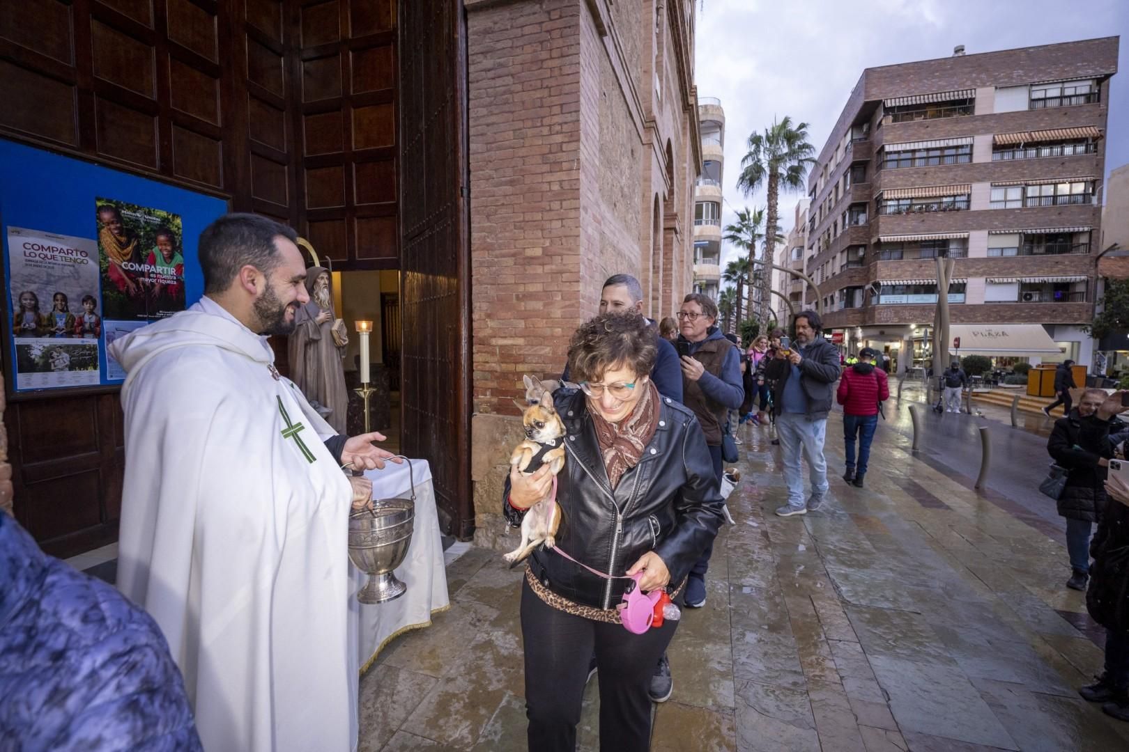 Bendición de animales por San Antón bajo una lluvia invernal en Torrevieja