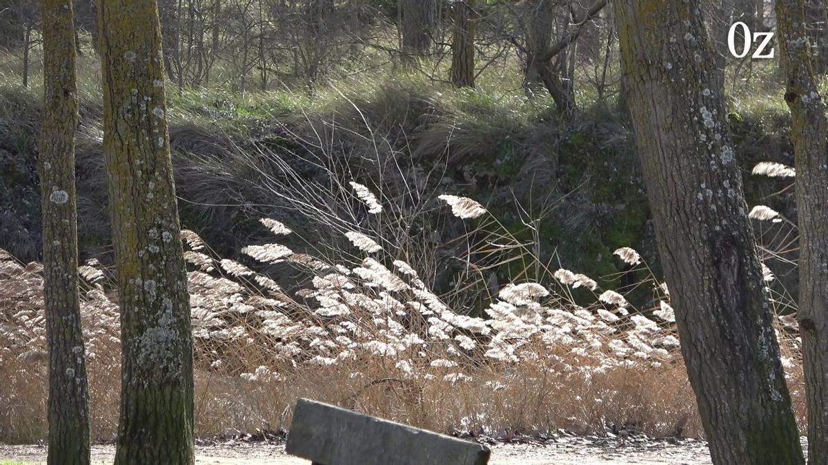 El tímido paso de la borrasca Bella por Zamora