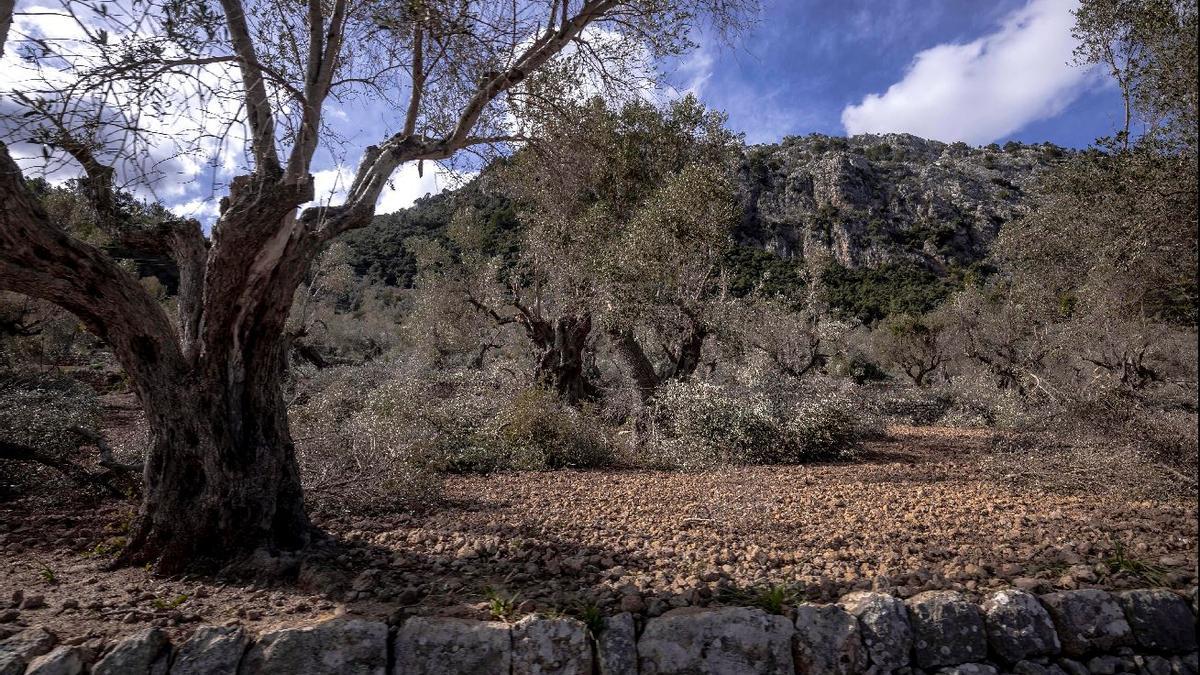 Olivenbäume im Gebirge sind durch den Sturm schwer beschädigt.