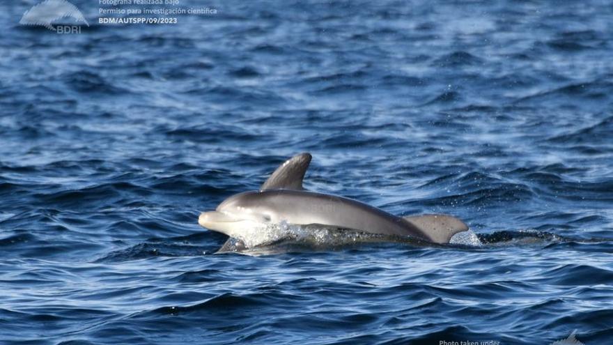 &quot;Nina&quot;, la supermamá que se convirtió en superabuela