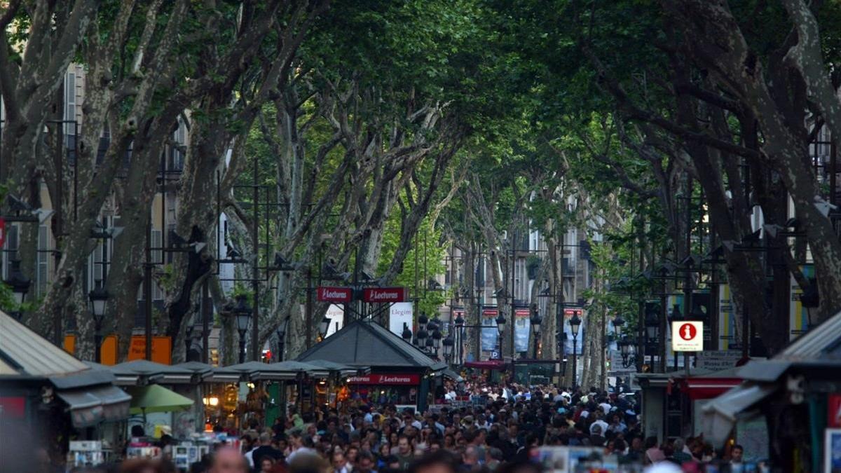 Plátanos en la Rambla.