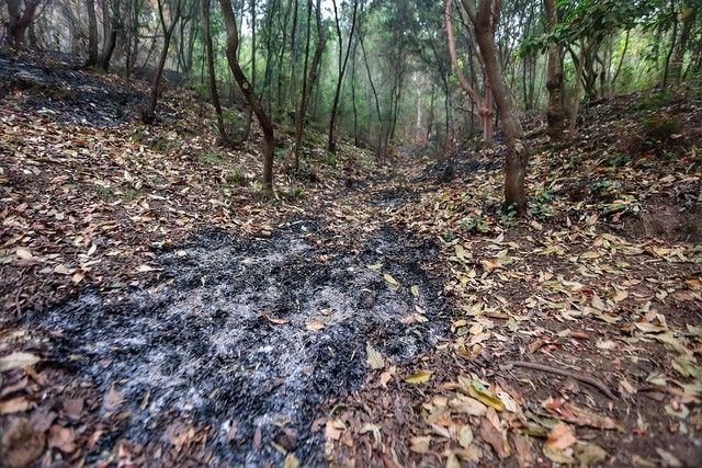 Zonas arrasadas por el incendio en el Norte de Tenerife