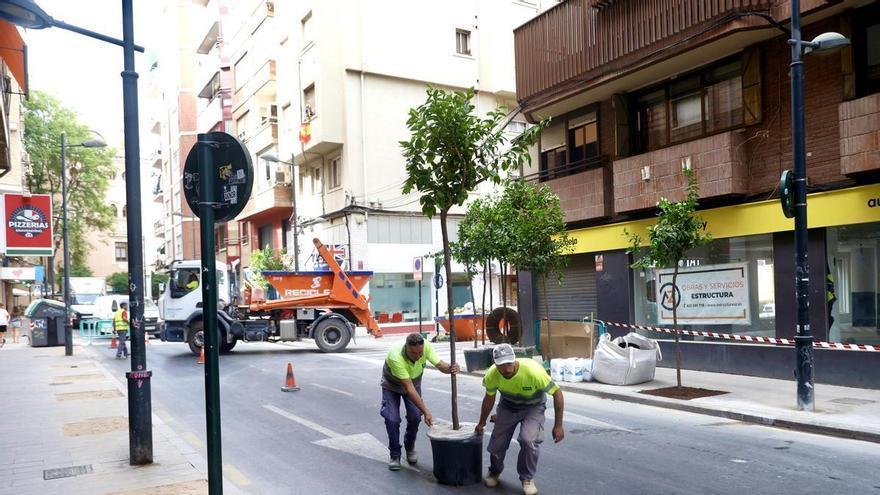 Más de 60 limoneros sustituyen a los bolardos de la calle Puerta Nueva de Murcia