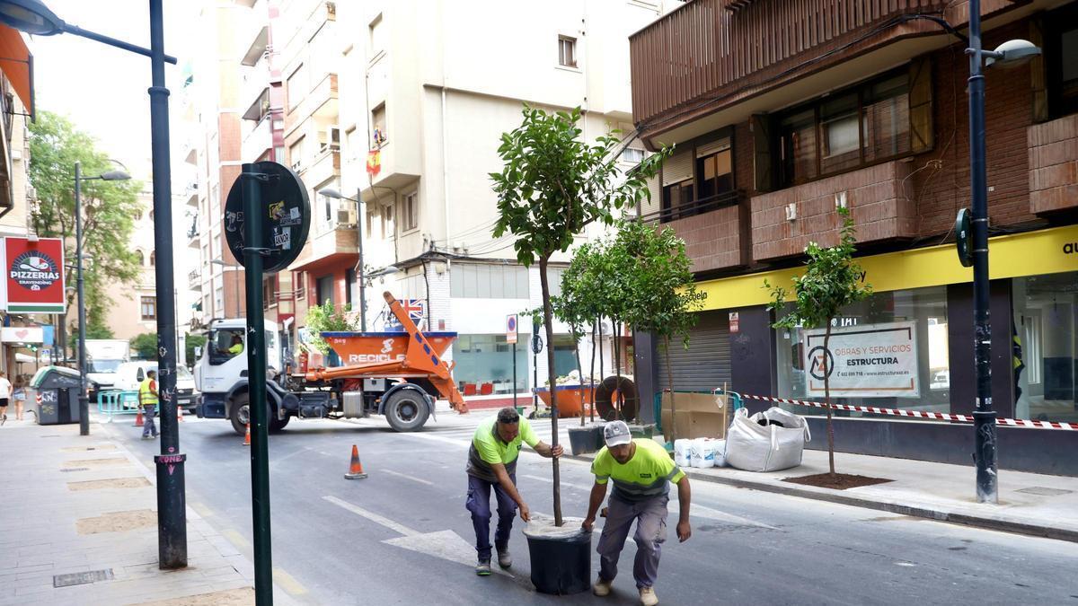 Más de 60 limoneros sustituyen a los bolardos de la calle Puerta Nueva de Murcia