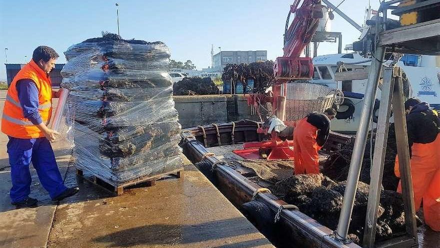 Descargas de mejillón para fresco en Porto Meloxo (O Grove), ayer. // FdV