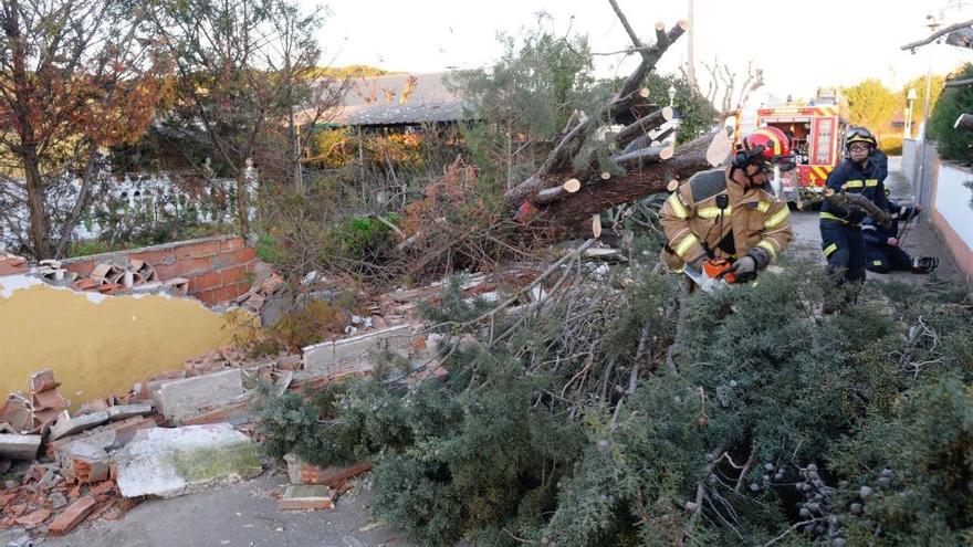 Bomberos de Valladolid realizan labores de limpieza en Viana de Cega donde el fuerte viento derribó un árbol.