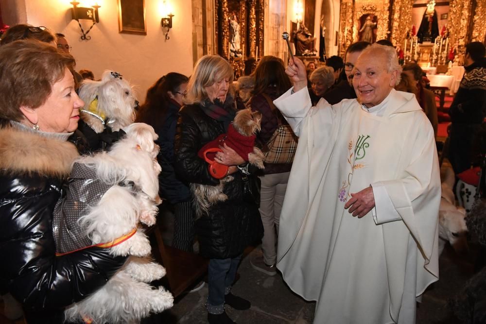 Bendición de mascotas en A Coruña