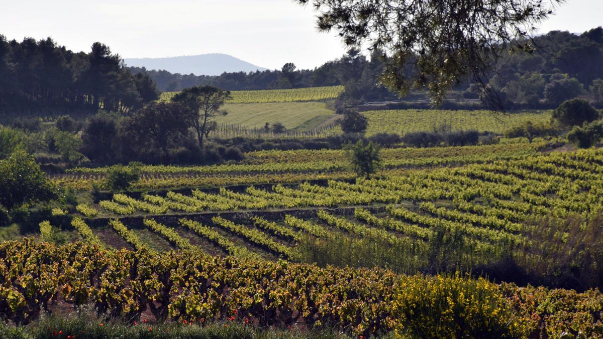 Viñedos de la DO Penedès. Viñedos de la DO Penedès.