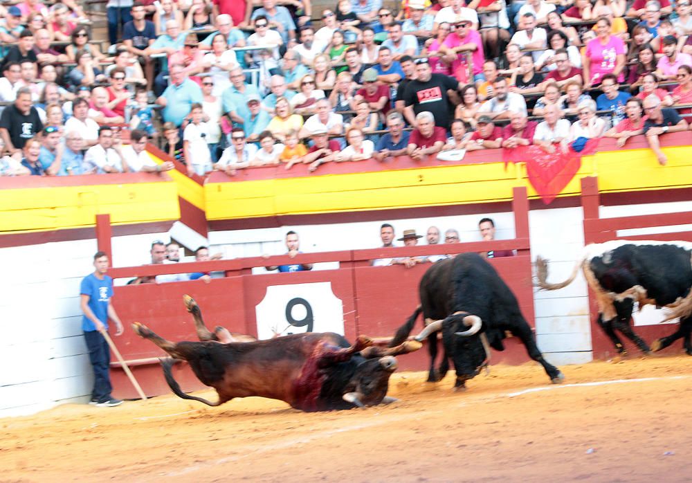 Un novillo se escapa y siembra el pánico en Algemesí