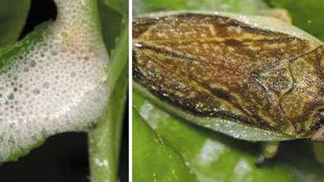 La bacteria de la 'xilella' tapona los vasos de la planta (izquierda); y el vector (chicharras), que infecta a los árboles.