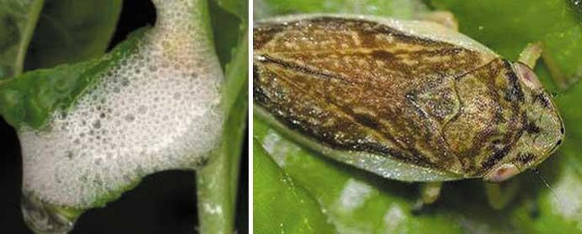 La bacteria de la 'xilella' tapona los vasos de la planta (izquierda); y el vector (chicharras), que infecta a los árboles.