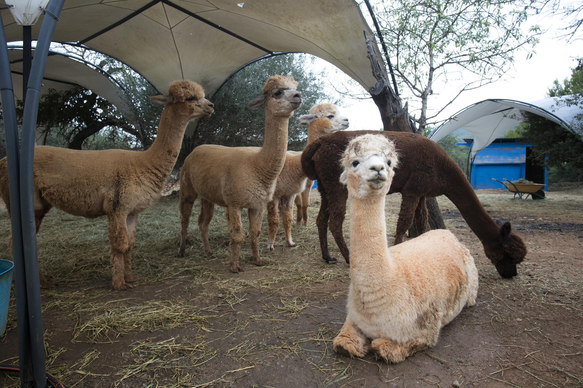 Granja de alpacas en Ibiza