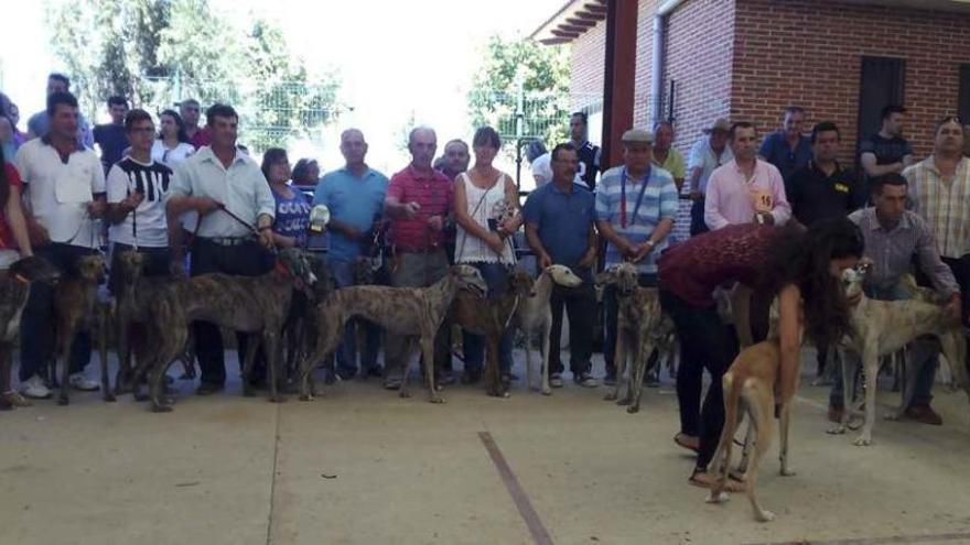 Participantes en el Concurso Morfológico de la Asociación de Criadores de Galgo Español de Castilla y León celebrado en Coreses.