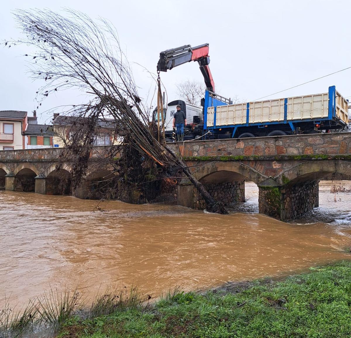 Un camión-grúa permitió la retirada del ejemplar que quedó varado entre los ojos del viaducto. | CH. S.