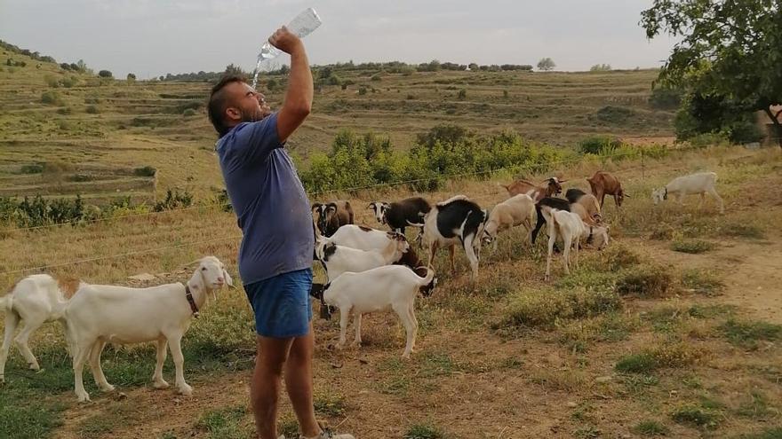 Paco Bellés se refresca mientras saca a sus ovejas.