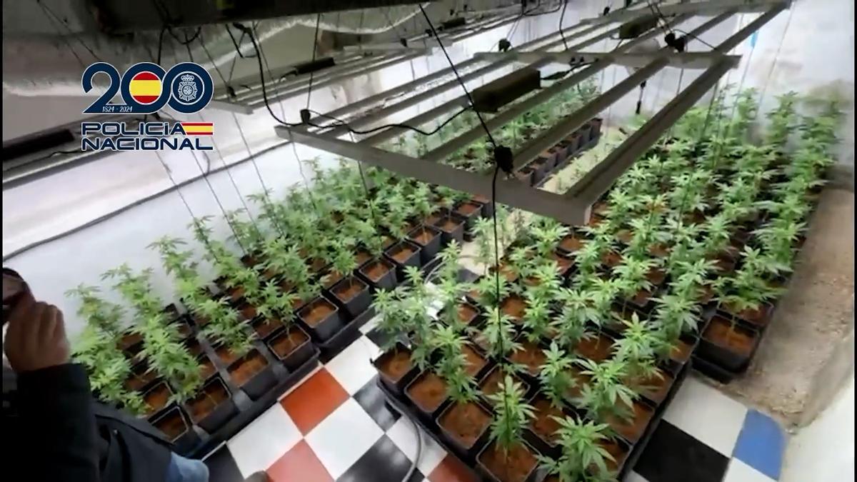 La policía desarticula una organización que enviaba droga a través de empresas de paquetería