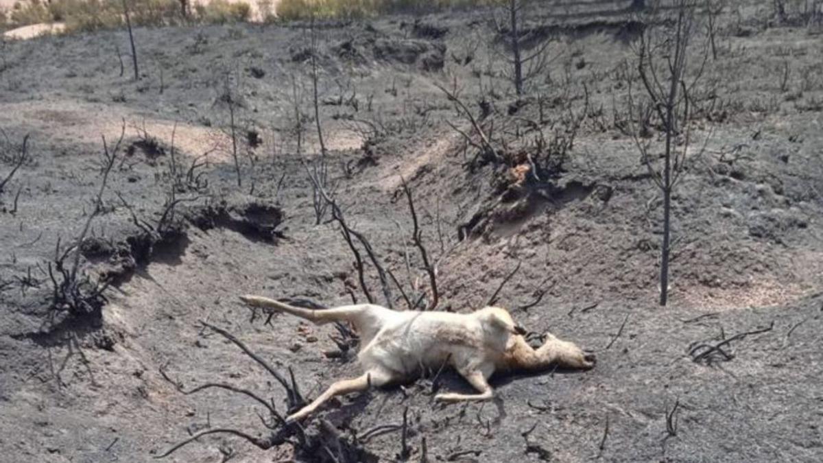 Un ciervo calzinado en el incendio de La Culebra | Cedida