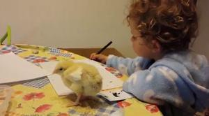 Una nena i un pollet comparteixen una taula.