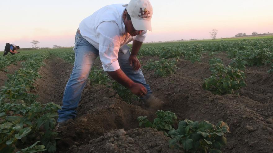 La Xunta ve contención de la plaga de la patata, pero crece en Abegondo, Carral y Fene